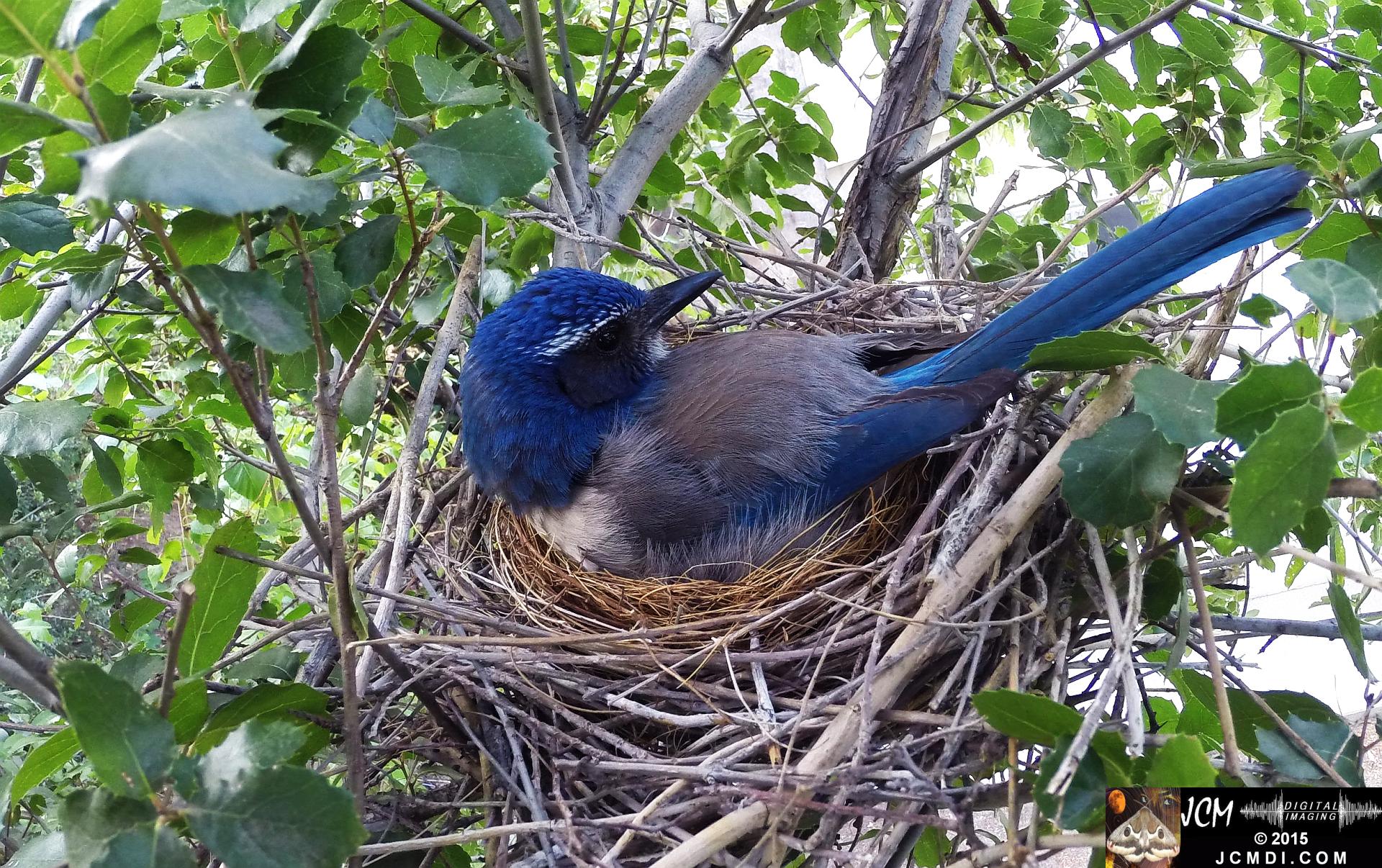 Scrub Jay Nest Documentary GoPro Hero3+ Black polecam 4-4-2015 Santa Clarita JCMDI.COM